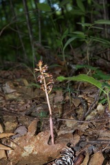 Corallorhiza maculata maculata