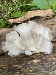 Fungi