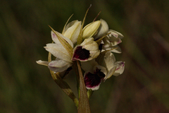 Orthochilus eustachyus