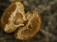 Caryomyia melicrustum
