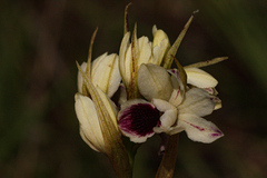 Orthochilus eustachyus
