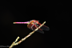 Trithemis aurora