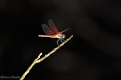 Trithemis aurora
