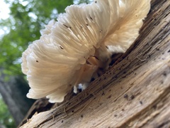 Fungi