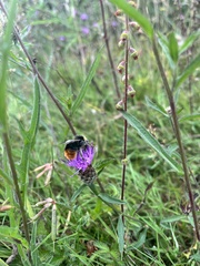 Bombus lapidarius