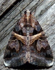 Drasteria grandirena