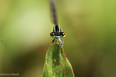 Agriocnemis pieris