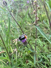 Bombus lapidarius