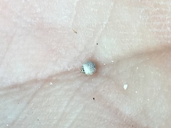 Scleria ciliata