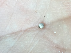 Scleria ciliata