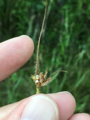 Scleria ciliata