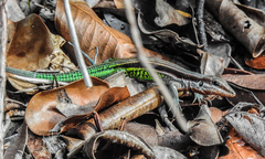 Glaucomastix abaetensis