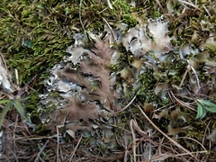 Peltigera ponojensis