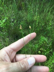 Eleocharis tuberculosa