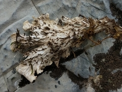 Peltigera ponojensis