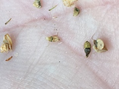 Eleocharis tuberculosa