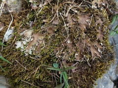 Peltigera ponojensis
