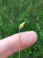Eleocharis tuberculosa