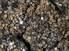 Gyalecta foveolaris