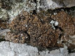 Gyalecta foveolaris