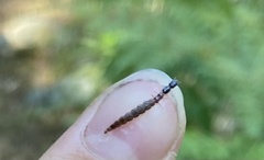 Xanthostigma xanthostigma