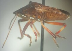 Picromerus bidens