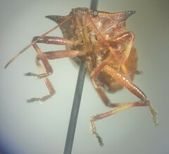 Picromerus bidens