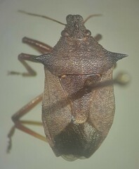 Picromerus bidens