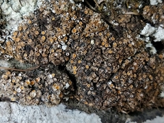Gyalecta foveolaris