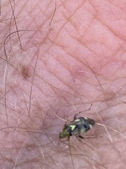 Liocoris tripustulatus