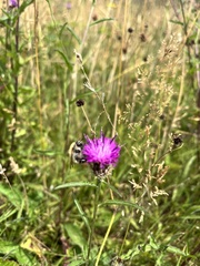 Bombus pascuorum