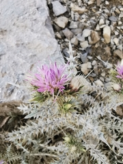 Carduus carlinoides