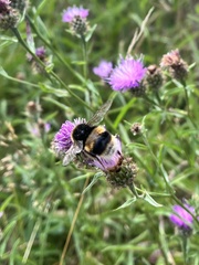 Bombus terrestris