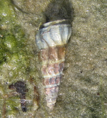 Zeacumantus lutulentus