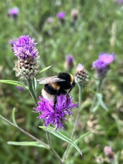 Bombus terrestris