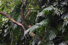 Dinopium benghalense