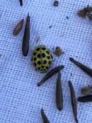 Psyllobora vigintiduopunctata