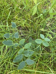Lathyrus ochroleucus