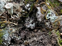 Lecanora epibryon