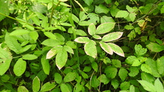 Chaerophyllum aromaticum