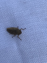 Philaenus spumarius