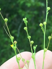 Linum striatum