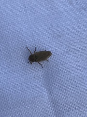 Philaenus spumarius