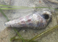 Zeacumantus lutulentus