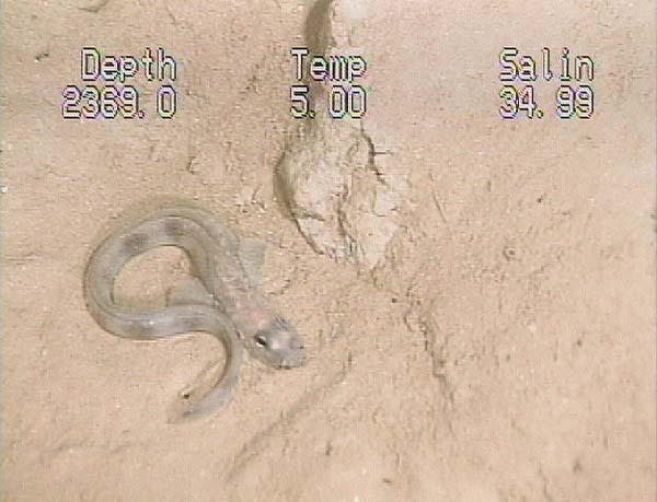 Wolf Eelpout