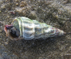 Zeacumantus lutulentus