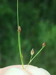 Rhynchospora rariflora