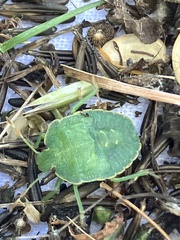 Palomena prasina