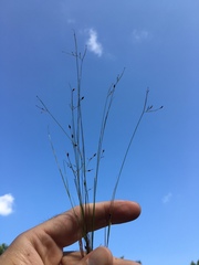 Rhynchospora rariflora