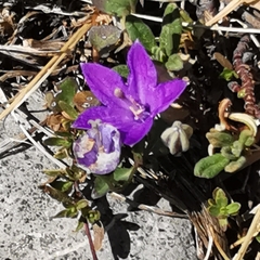Campanula arvatica